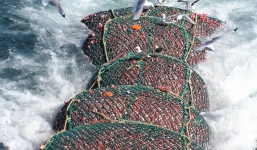 Mẻ kéo cá hàng trăm tấn khiến mọi ngư dân đều thèm muốn